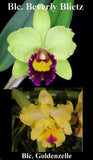 Blc. Golden Reign (6"p) <br> (Blc. Beverly Blietz x Blc. Goldenzelle )