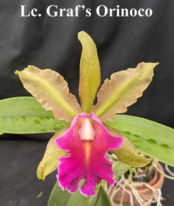 Lc. Graf's Orinoco (4")<br>Lc. Golden Gate x <br> C. schilleriana 'Fantasia'