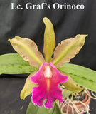 Lc. Graf's Orinoco (4")<br>Lc. Golden Gate x <br> C. schilleriana 'Fantasia'