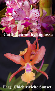 Fergusonara Graf's Amanecer (3"p)<br>(C. amethystoglossa x Ferg. Chichiriviche Sunset)