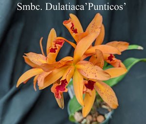 Schombocatt. Dulatiaca (4"p) <br>(C. aurantiaca 'Miahima Spots' x Sch. undulata alba 'Graf's Emerald' AM/AOS)