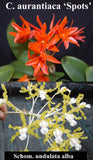 Schombocatt. Dulatiaca (4"p) <br>(C. aurantiaca 'Miahima Spots' x Sch. undulata alba 'Graf's Emerald' AM/AOS)