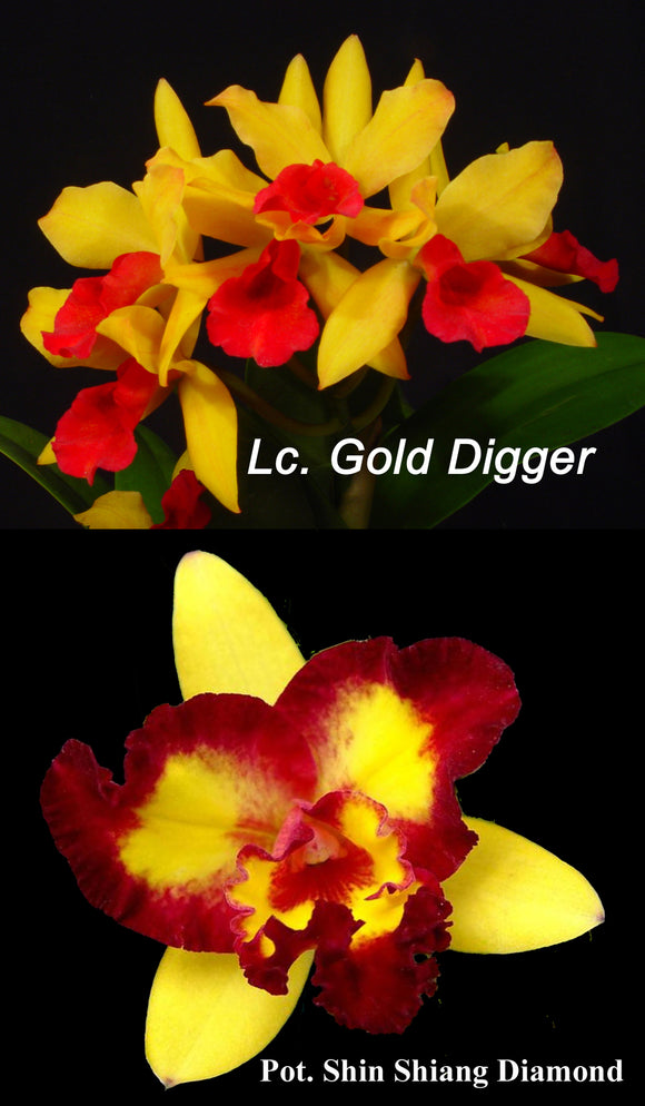 Rlc. Graf's Hechizo <br> (Lc. Gold Digger 'Orchid Jungle' x Pot. Shin Shiang Diamond) (4