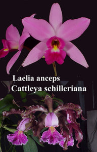 Lc. Graf's Kanavayen <br> L. anceps 'Guerrero' x <br> C. schilleriana   (4"p)