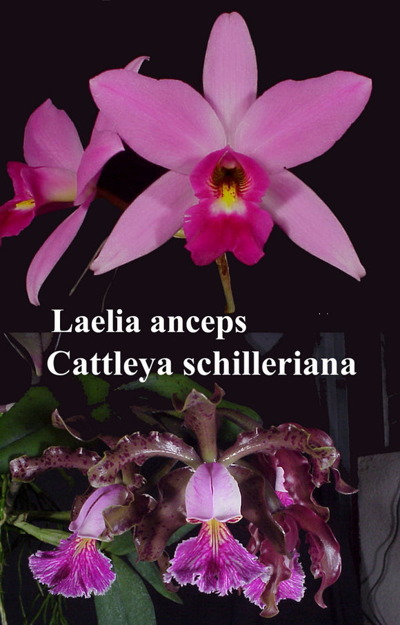 Lc. Graf's Kanavayen <br> L. anceps 'Guerrero' x <br> C. schilleriana   (4