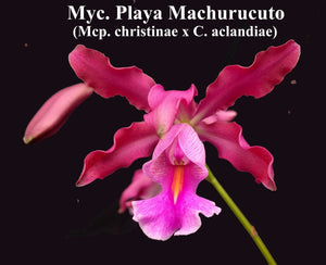 Myrmecocat. Playa Machurucuto (5"p) <br> (C. aclandiae x <br> Mcp. christinae)