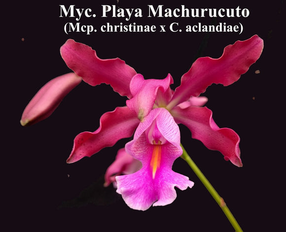 Myrmecocat. Playa Machurucuto <br> (C. aclandiae x <br> Mcp. christinae) (5