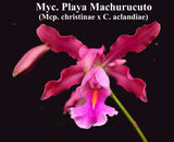 Myrmecocat. Playa Machurucuto (5"p) <br> (C. aclandiae x <br> Mcp. christinae)