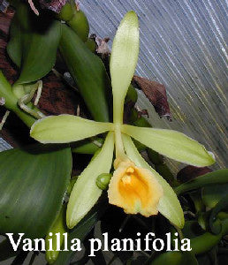 Vanilla planifolia (BR)