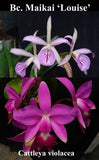 Bc. Playa Los Cocos (mounted) <br> (Blc. Maikai 'Mayuni' x C. violacea 'Sarasota')