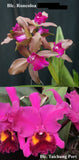 Rlc. Graf's Ding Dong (6"p) <br> (Blc. Roncola 'Tina' x Blc. Taichung Port)