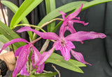 Recc. Playa Los Corales <br> (Blc. Maikai 'Mayuni' x Sch. Ratina)  (4")