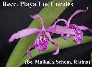 Recc. Playa Los Corales <br> (Blc. Maikai 'Mayuni' x Sch. Ratina)  (4")