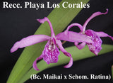 Recc. Playa Los Corales <br> (Blc. Maikai 'Mayuni' x Sch. Ratina)  (4")
