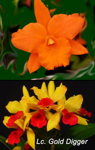 Blc. Graf's Naranja Dorado (4"p) <br> (Blc. Alpha Plus Nugget x  Lc. Gold Digger 'Orchidglade')