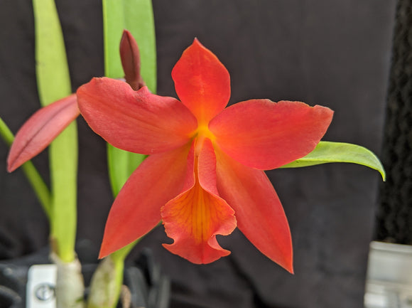 Chz. Graf's Escarlata <br> Bc. Orange Nugget x <br> Blc. Everything Nice (5
