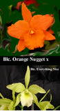 Chz. Graf's Escarlata <br> Bc. Orange Nugget x <br> Blc. Everything Nice (5")