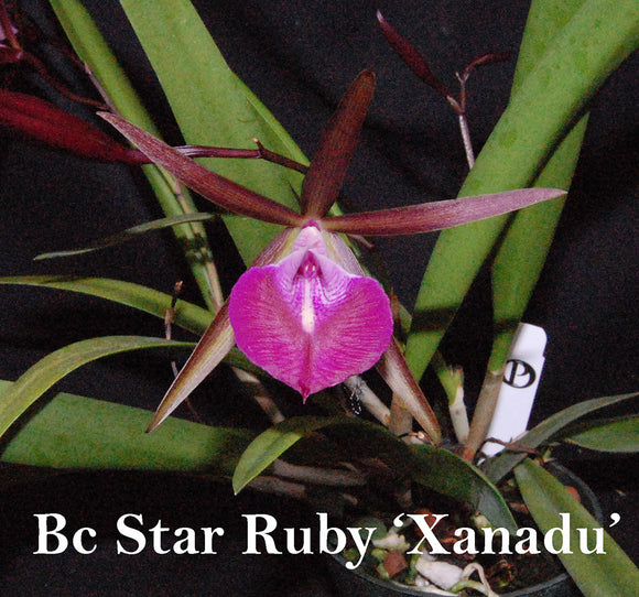 Bc. Star Ruby 'Xanadu' (m)
