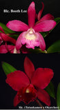 Blc. Playa Pui Pui (4")<br>Blc Booth Lee 'Venice' x Blc Hatillana