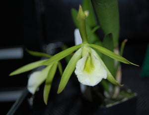 Bepicat. Key Lime Stars (2"p)<br> (Epic. Lime Sherbet x B. nodosa)