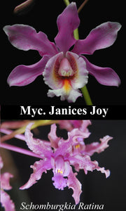 Schom. Ratina x <br> Myc. Janices Joy (4"p)