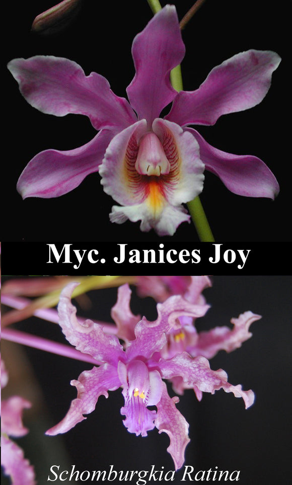Schom. Ratina x <br> Myc. Janices Joy (4