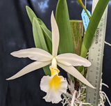 Pot Twenty four Carat 'Lea' x Brassavola grandiflora, Mounted