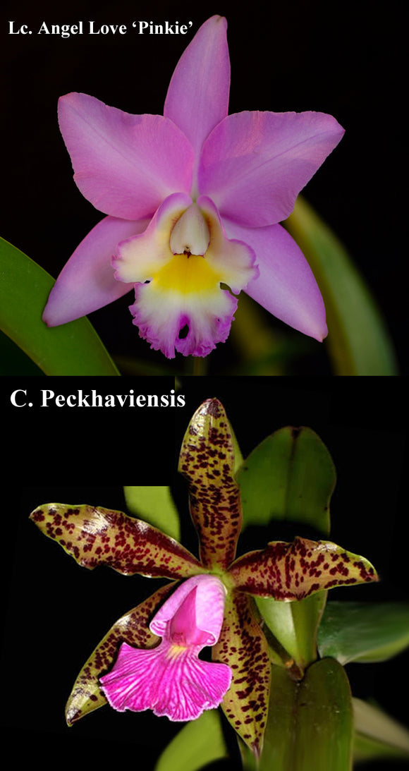Lc. Oripoto's Love <br> (Lc. Angel Love 'Pinkie' x C. Peckhaviensis 