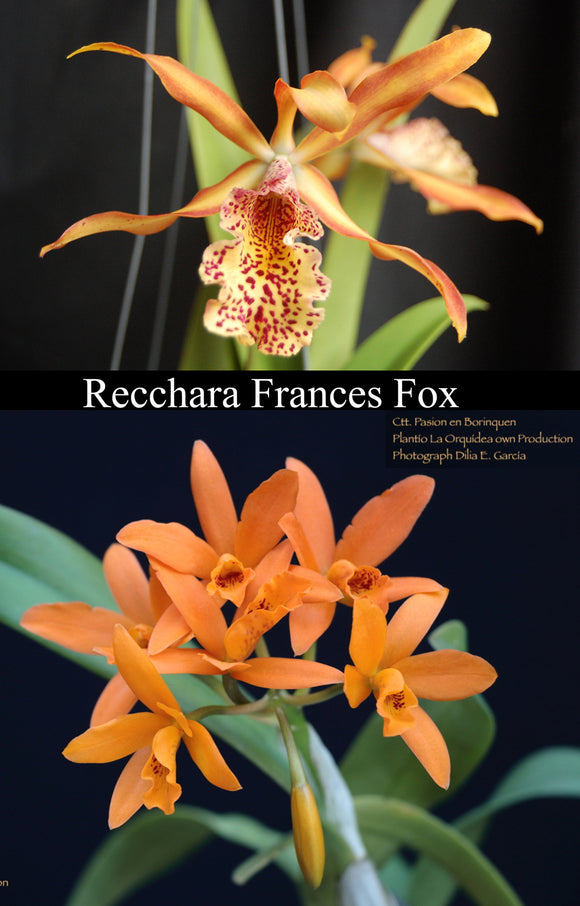 Myc. Graf's Chipi Chipi <br> Recc. Frances Fox 'Mark' x Lc. Pasion en Borinquen (4