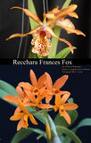 Recchara Graf's Chipi Chipi (4"p)<br> (Recc. Frances Fox 'Mark' x Lc. Pasion en Borinquen)