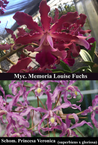 Mycl. Princesa de Sarasota (4"p)<br>Myc. Memoria Louise Fuchs x Schomburgkia Princesa Veronica