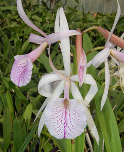 Brassocattleya Jenosa (4"p) <br> (Cattleya jenmanii x Brassavola nodosa)