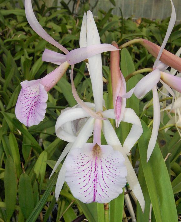 Brassocattleya Jenosa (4