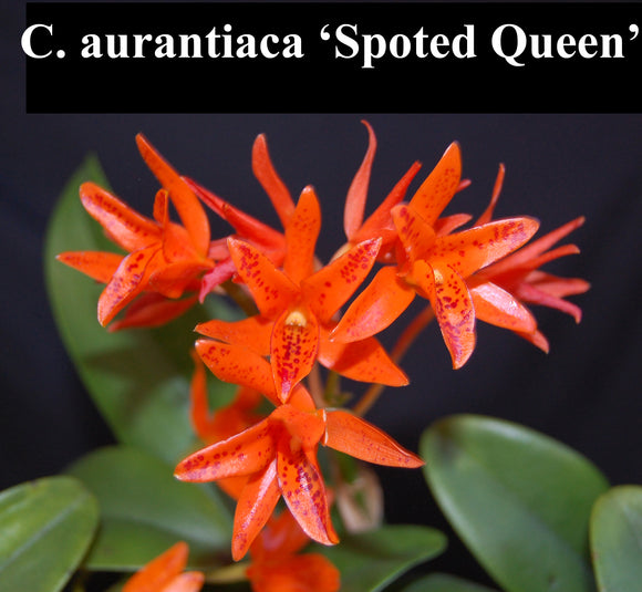 C. aurantiaca 'Spotted Queen' x self (2