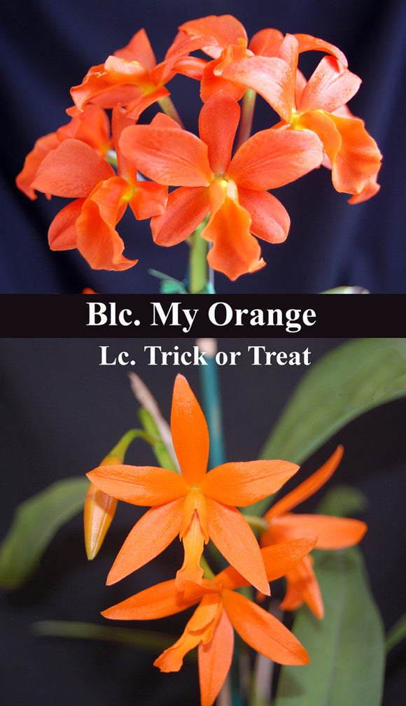Lc. Trick or Treat 'Mas Naranja' x <br> Blc. My Orange 'NN' (5