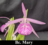 Bc. Mary (B. nodosa x C. lawrenceana)  (2")