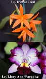 Lc. Graf's Girl (4"p)<br> (Lc. Trick or Treat x Lc. Llory Ann Paradise)