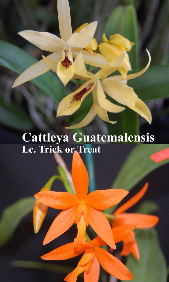 Ctt. Graf's Guatetrick <br>C. Guatemalensis 'Amarilla' x Lc. Trick or Treat (2
