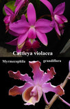 Myc. Tiffany's Tiara (m")<br>(C. violacea 'Opa' x Mcp. grandiflora 'Buena' )