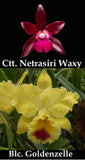 Rth. Sedona's Sunset 'Moon' (5"p) <br>(Ctt. Netrasiri Waxy x Rlc. Goldenzelle)