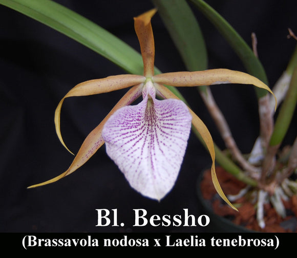 Brassolaelia Bessho <br> (L. tenebrosa x B. nodosa)   ('4
