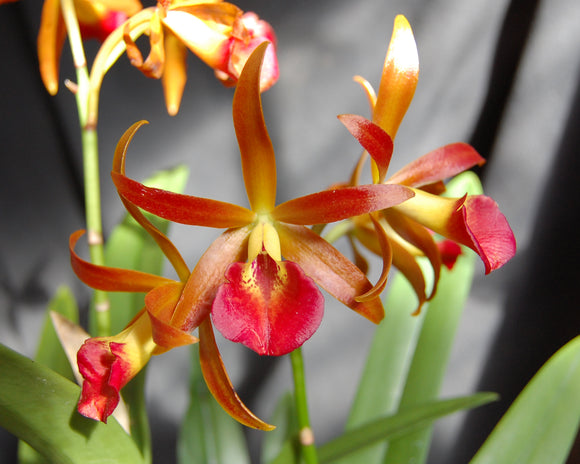 Bc. Roman Holiday <br>(B. nodosa 'Chevere' x C. Chocolate Drop) (4