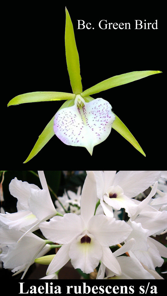 Bc. Green Bird x  Laelia rubescens semi alba (4