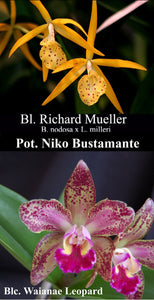 Bl. Richard Mueller x Bc. Waianae Leopard (2"p)