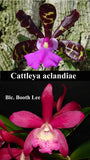 Bct. Playa Colorada (2"p)<br> Blc. Booth Lee 'Venice' x C. aclandiae