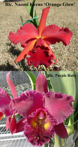 Slc. Naomi Kerns x Blc. Purple Ruby (4"p)