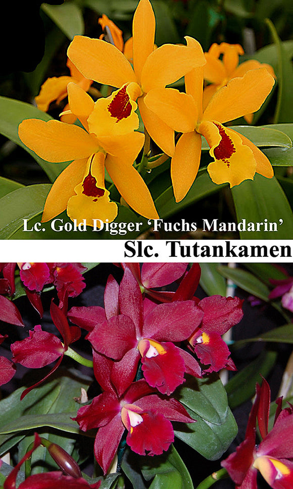 Pot. Graf's Golden Digger (4