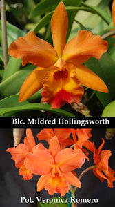 Blc Mildred Hollingsworth x Pot Veronica Romero (4")