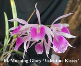 Bl. Morning Glory  (4"p)
