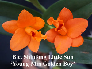 Pot. Shinfong Little Sun 'Young-Min Golden Boy' (4"p)